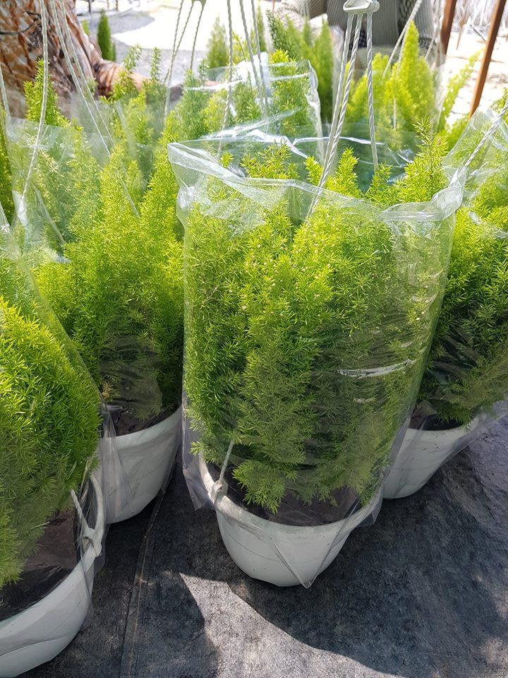 Cây Chồn 9 Đuôi - Chậu Cây Cảnh Treo