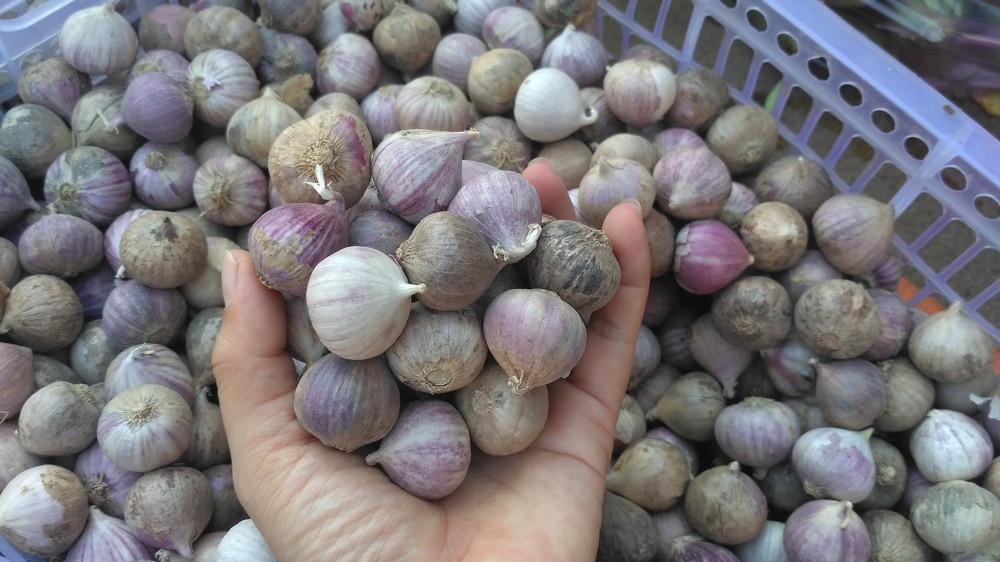 1KG củ tỏi Cô Đơn