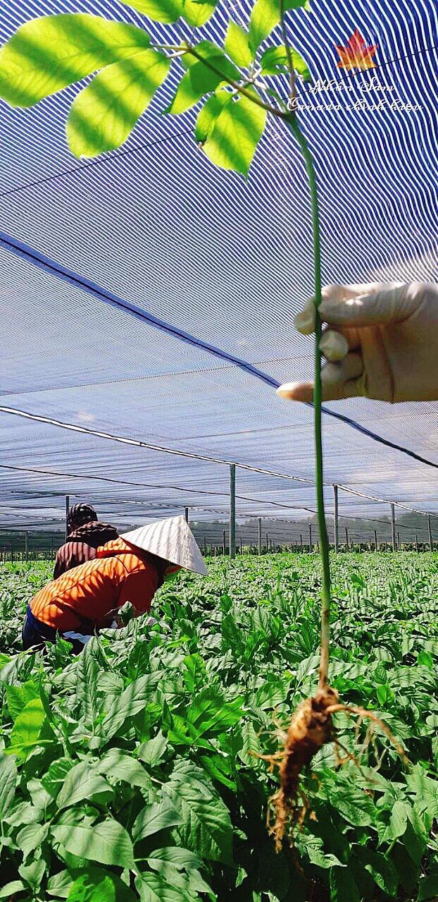 SÂM HOA KỲ - SÂM KHÔ HOA KỲ 1 CỦ  29 GRAM