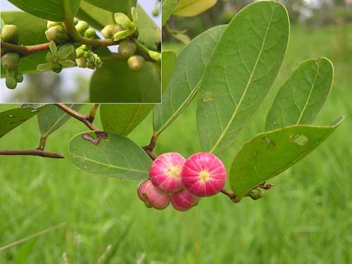 Cây muối phơi khô 500 gam