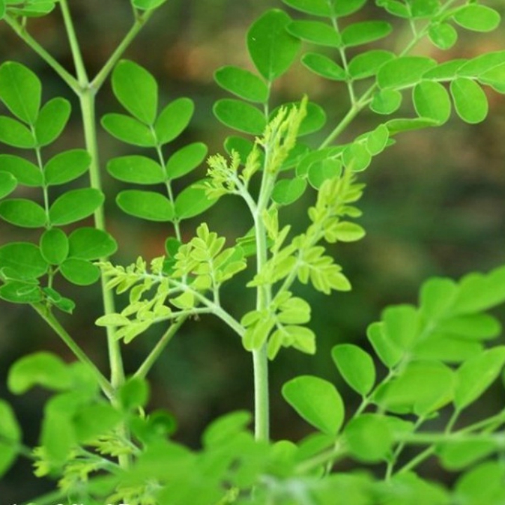 Hạt giống chùm ngây gói 2gr