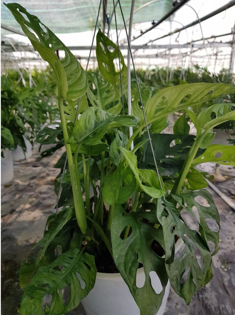 Trầu Bà Lỗ - Chậu Cây Cảnh