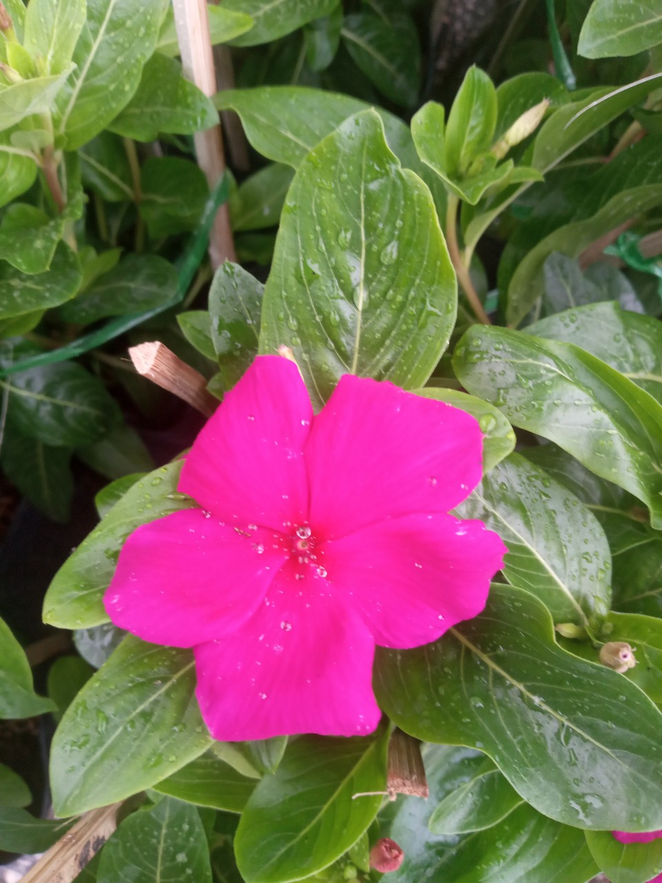 Hoa Dừa Siêu Bông