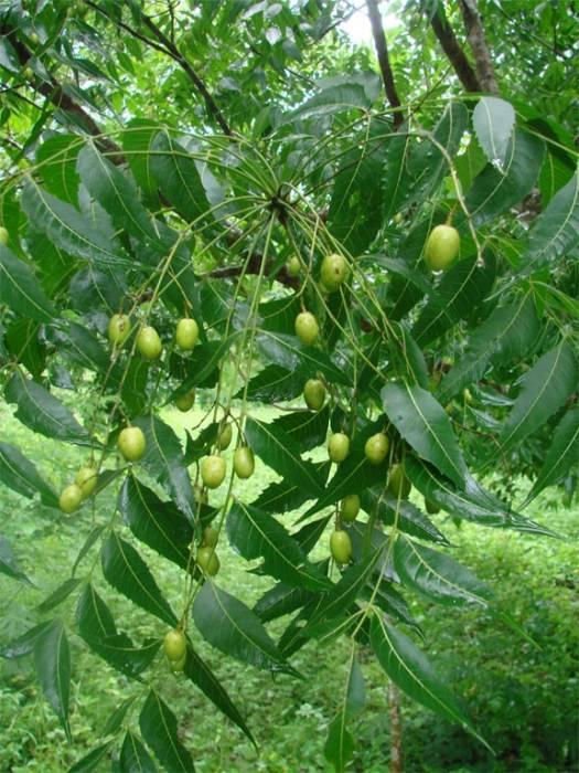 Bột lá neem Ấn Độ 100g