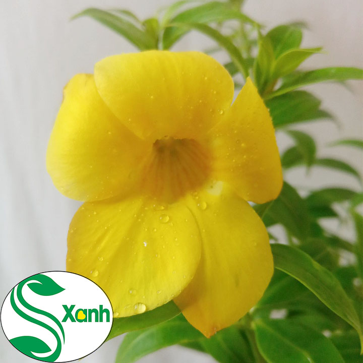 Cây Hoa Huỳnh Anh hoa vàng trồng sân vườn