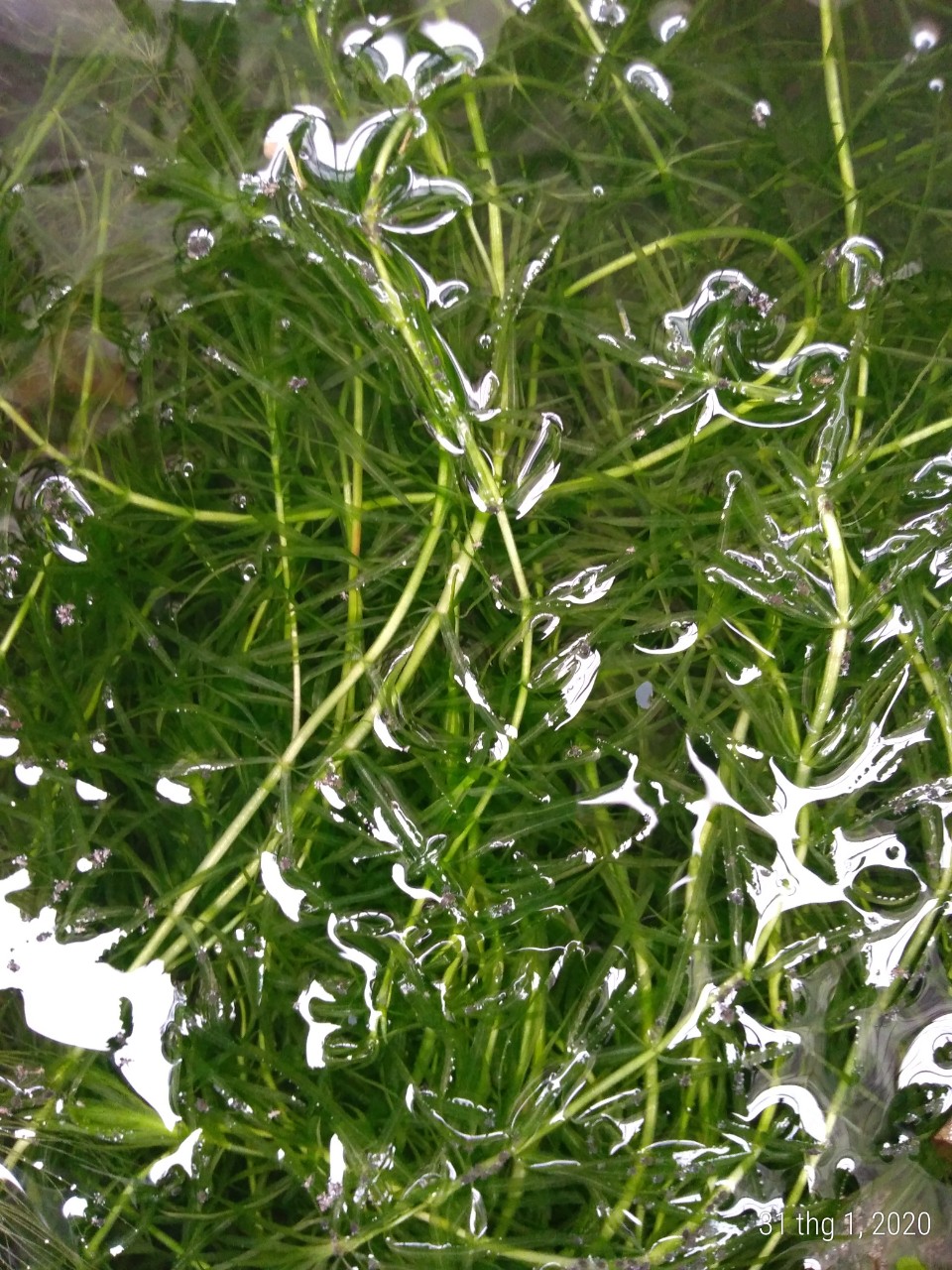Rong đuôi chó - Cây thủy sinh (1 bó 10 đến 15 nhánh)