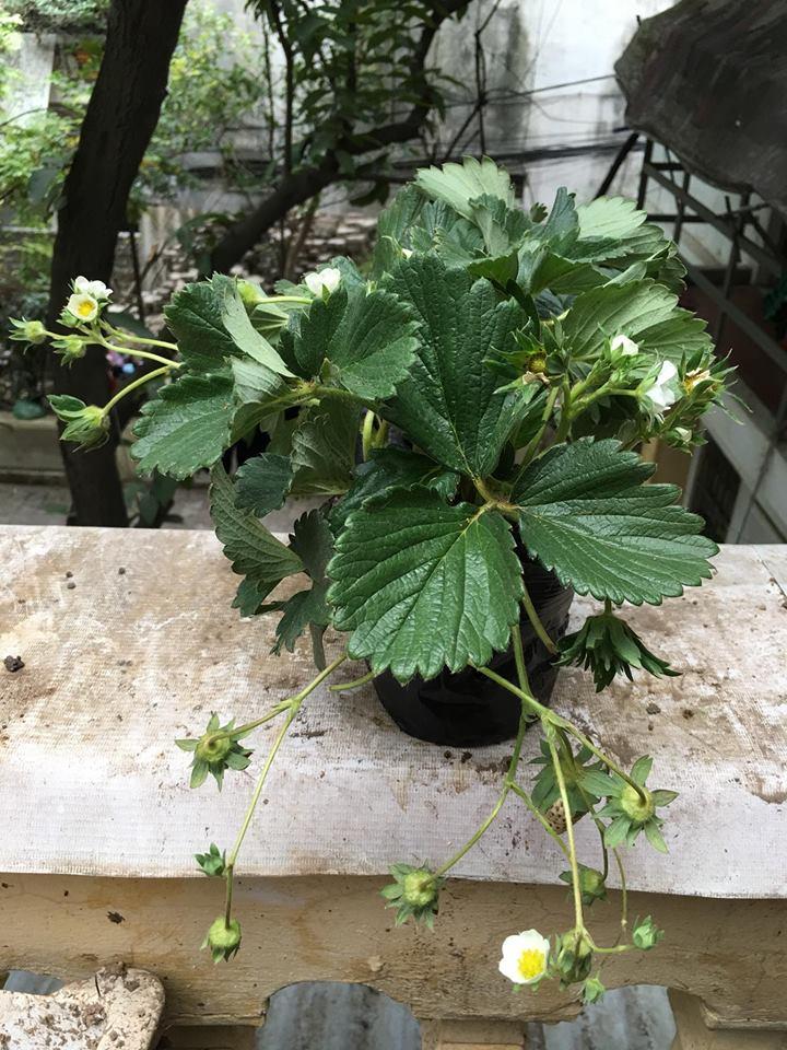 Combo 10 cây dâu tây giống Hana size1