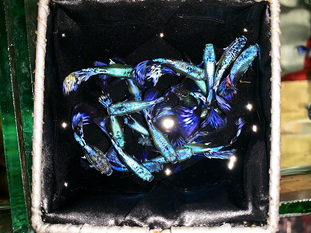 Vợt Nước vớt cá Betta - Guppy - Show cá