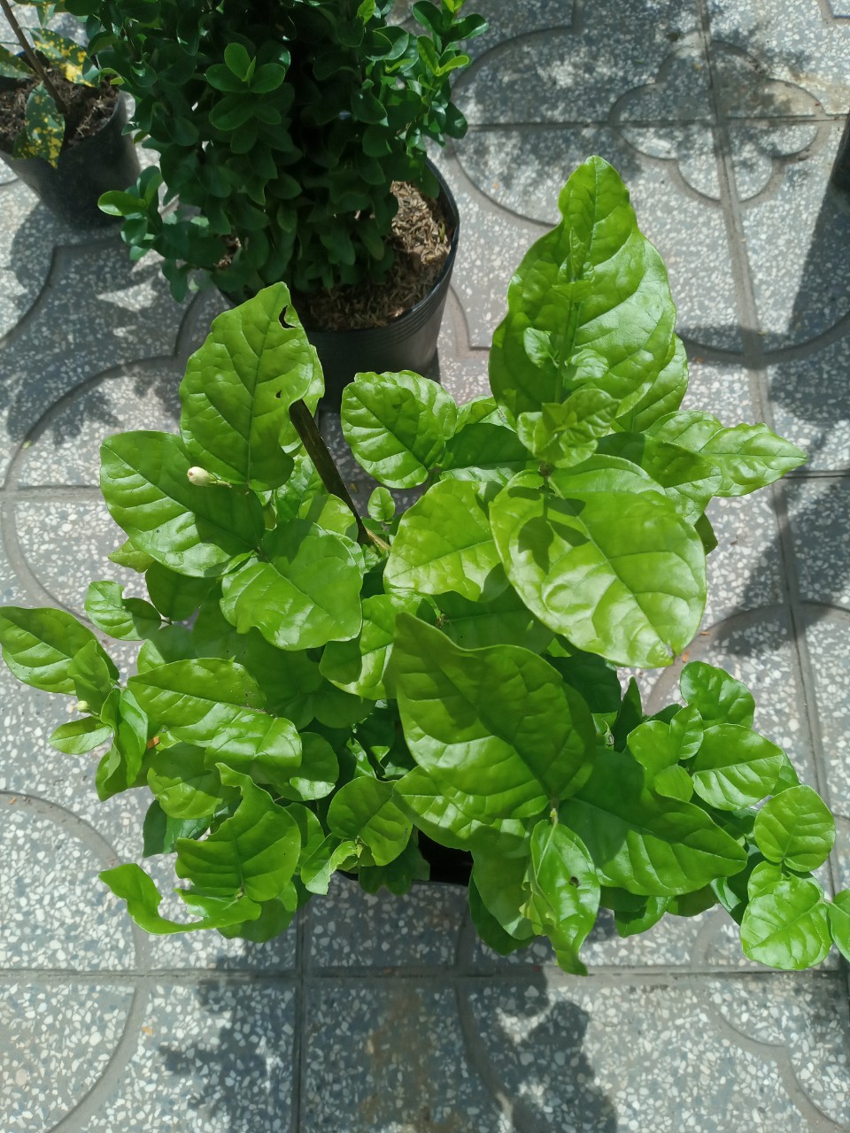 Cây Lài Trà (Lài Ta - Hoa Nhài) Cánh Kép, Bông Trắng, Hoa Thơm