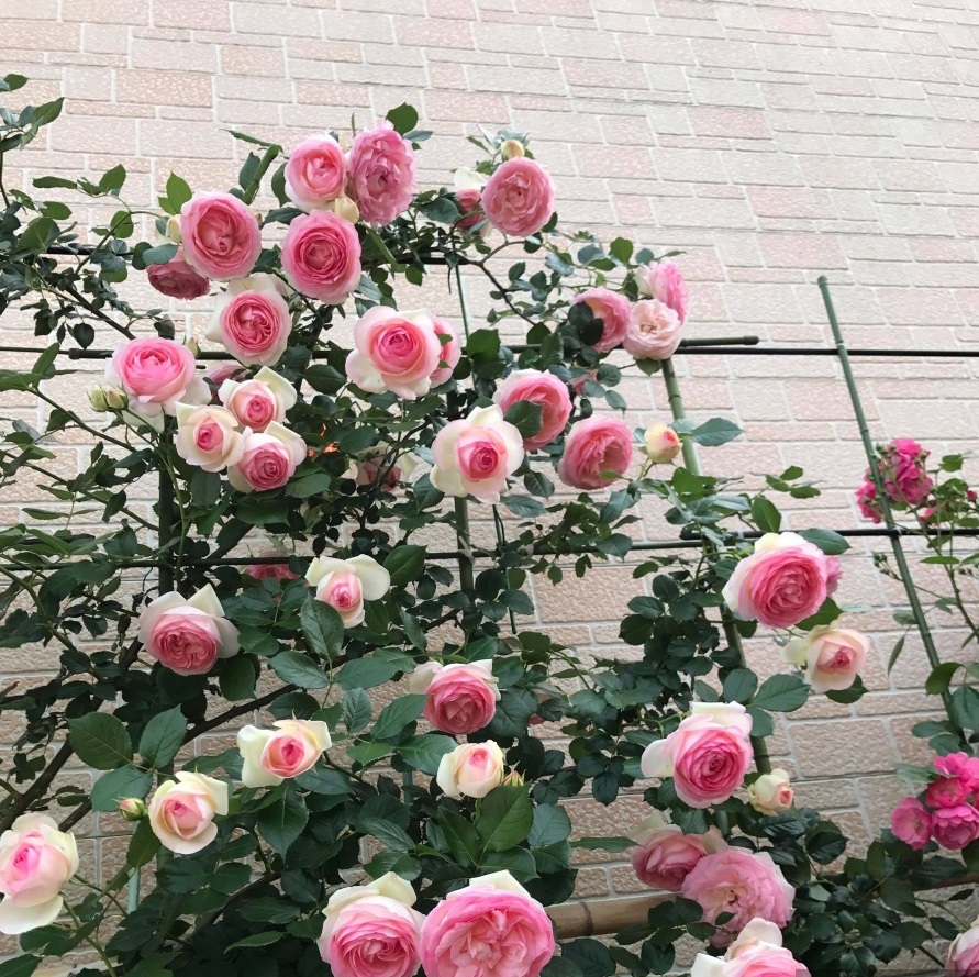 Lịch Sử Giá Combo 3 Gốc Hoa Hồng Leo Mon Coeur Rose Cập Nhật 10/2022 - Beecost