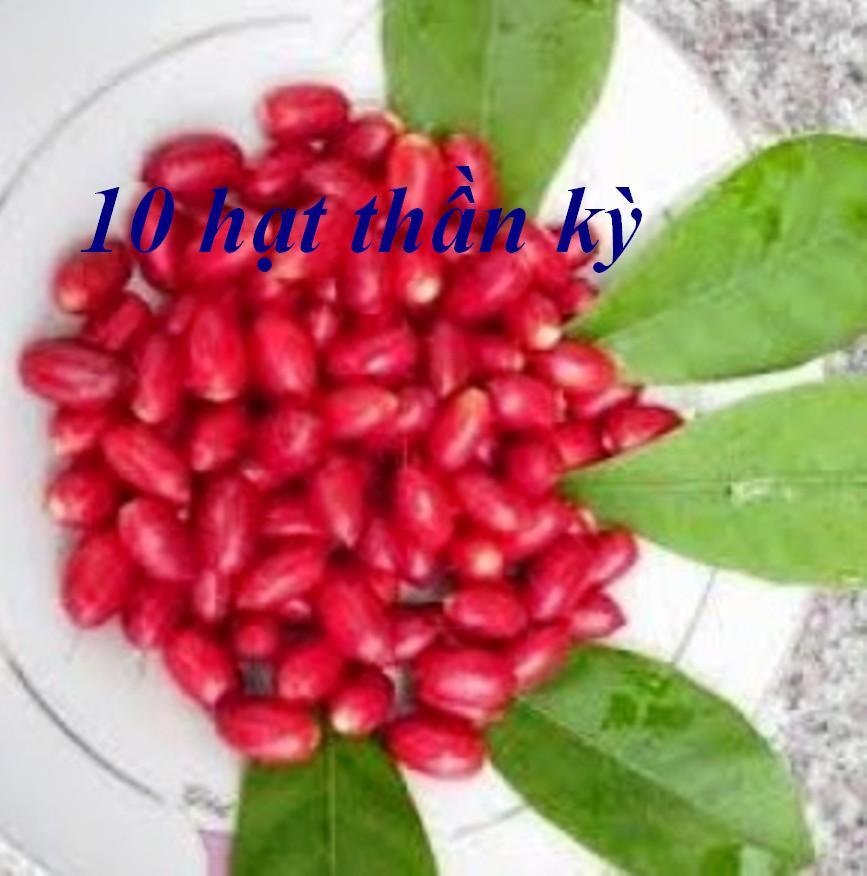 3 hạt cây thần kỳ