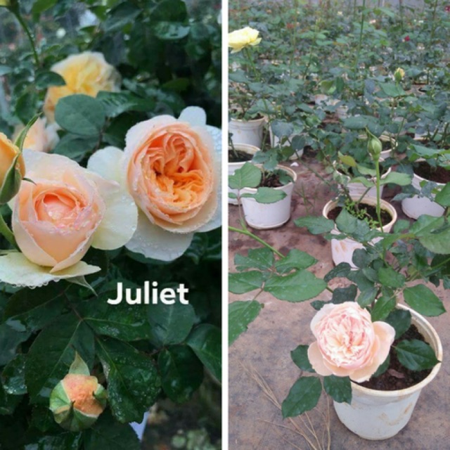 [Học Viện Nông Nghiệp I] Combo 3 hoa hồng Juliet bầu đất
