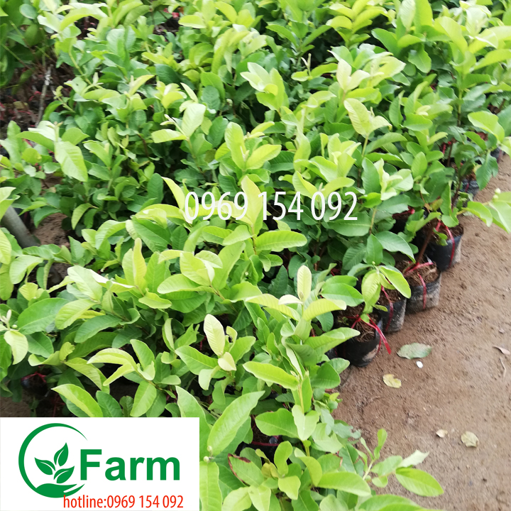 Cây ổi không hạt