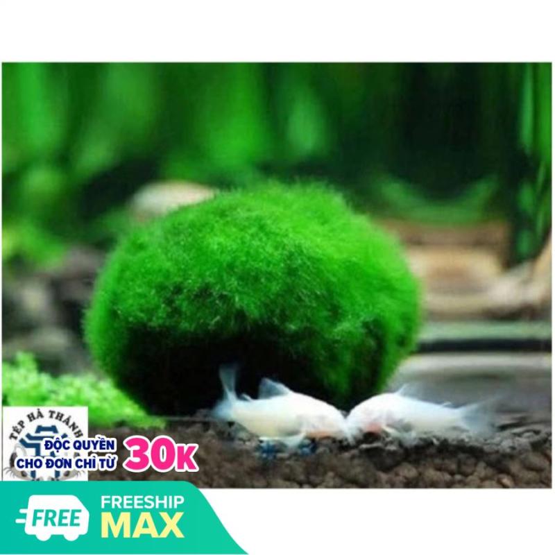 Tảo Cầu Marimo - Đồ Trang Trí Bể Tép, Bể Thủy Sinh