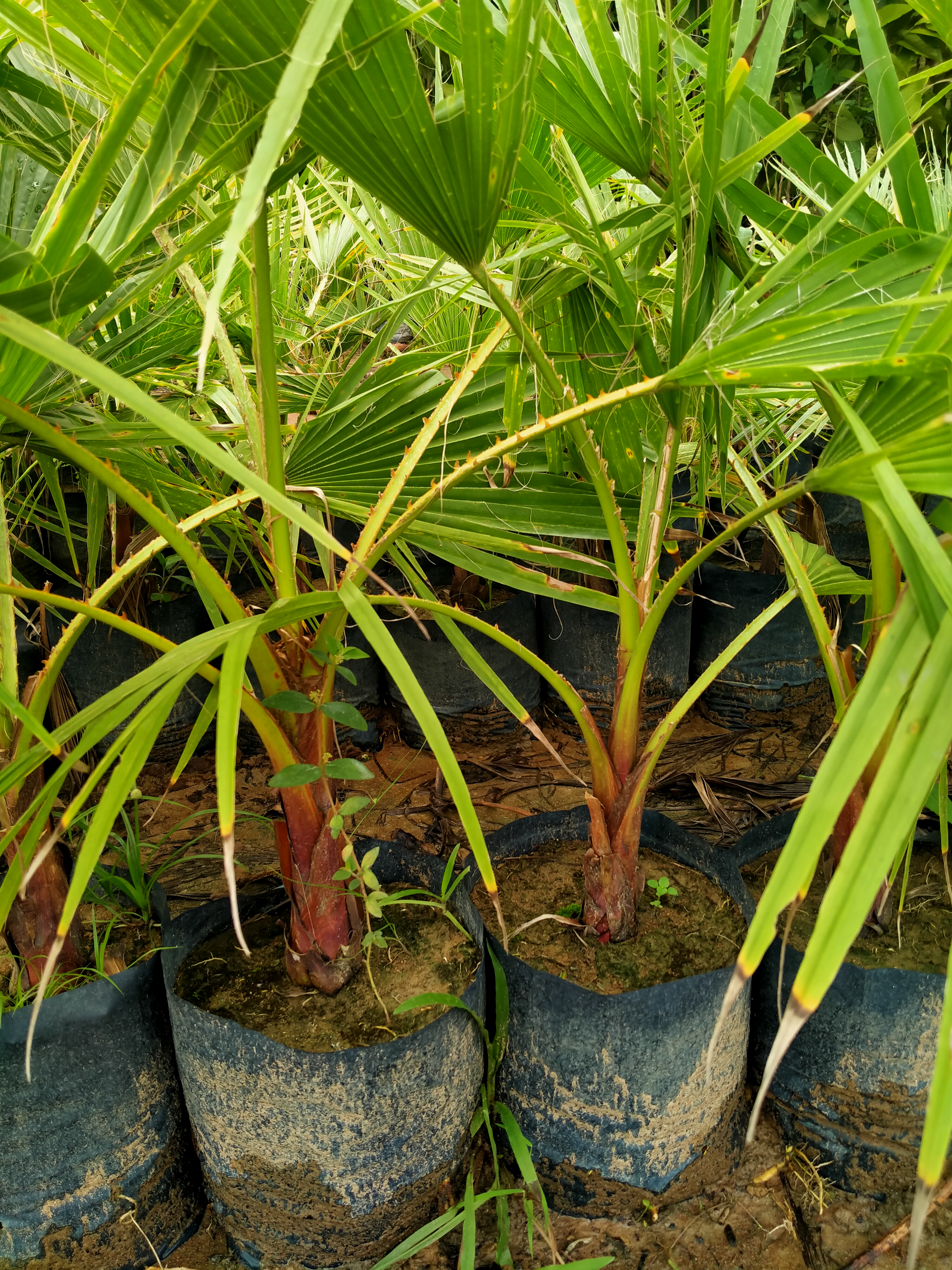 2 Cây cọ mỹ