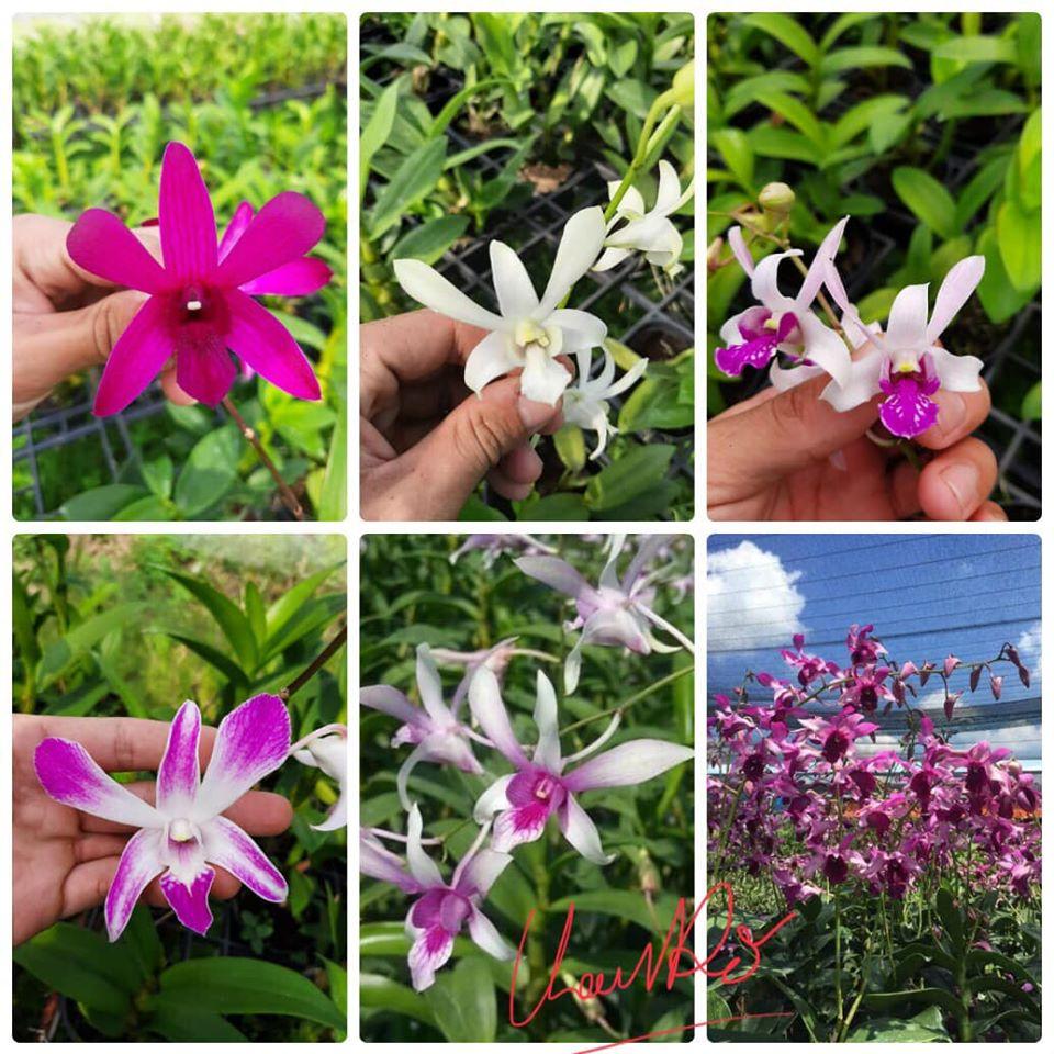 Combo 5 cây Denro màu thuần chủng hàng Thái lan