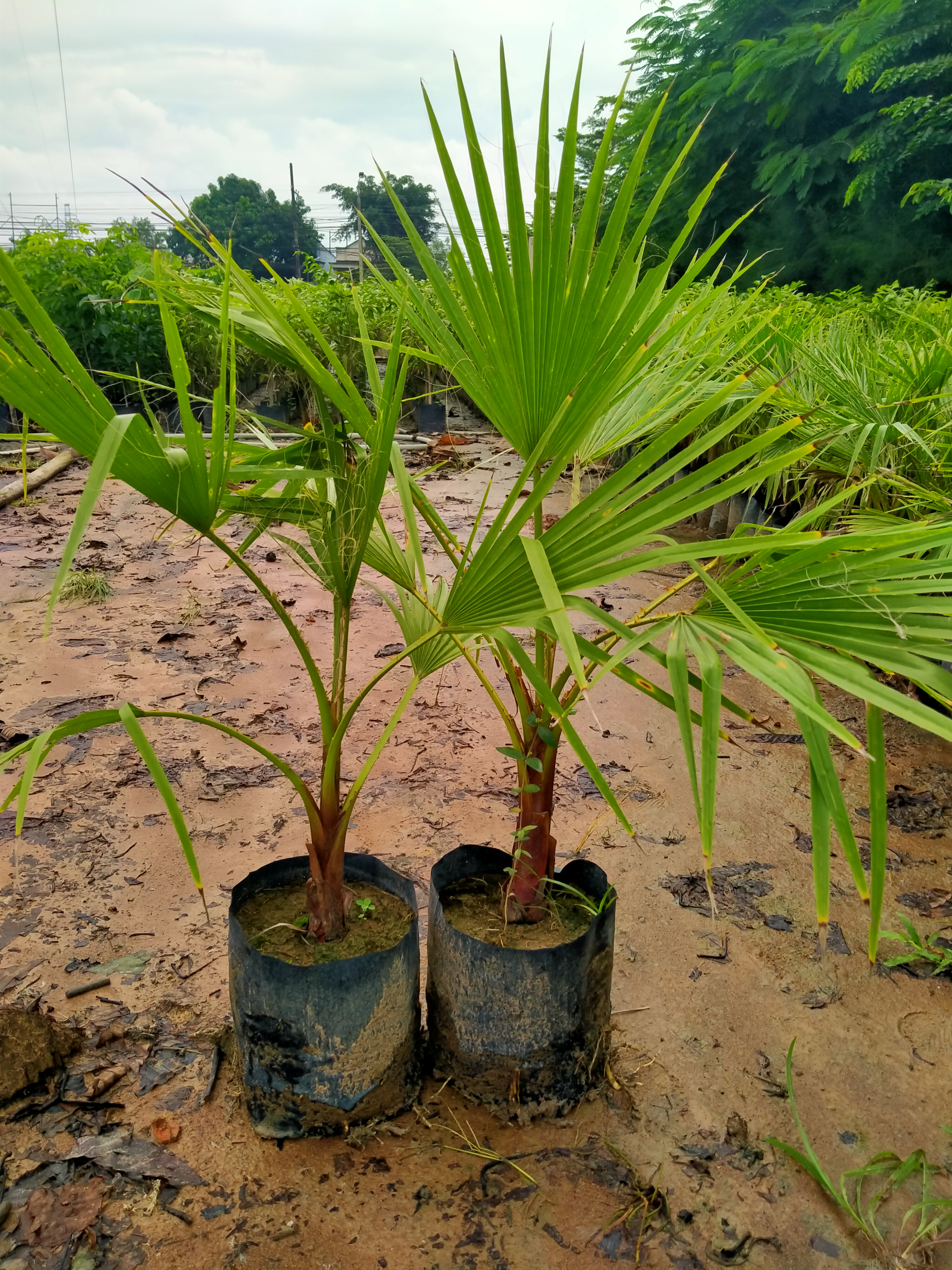 2 Cây cọ mỹ