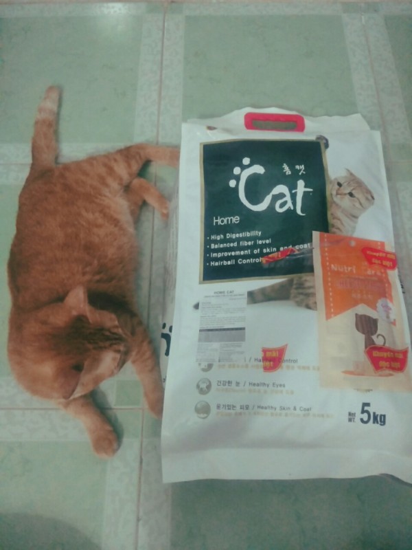 Hạt cho mèo Hàn Quốc Home Cat