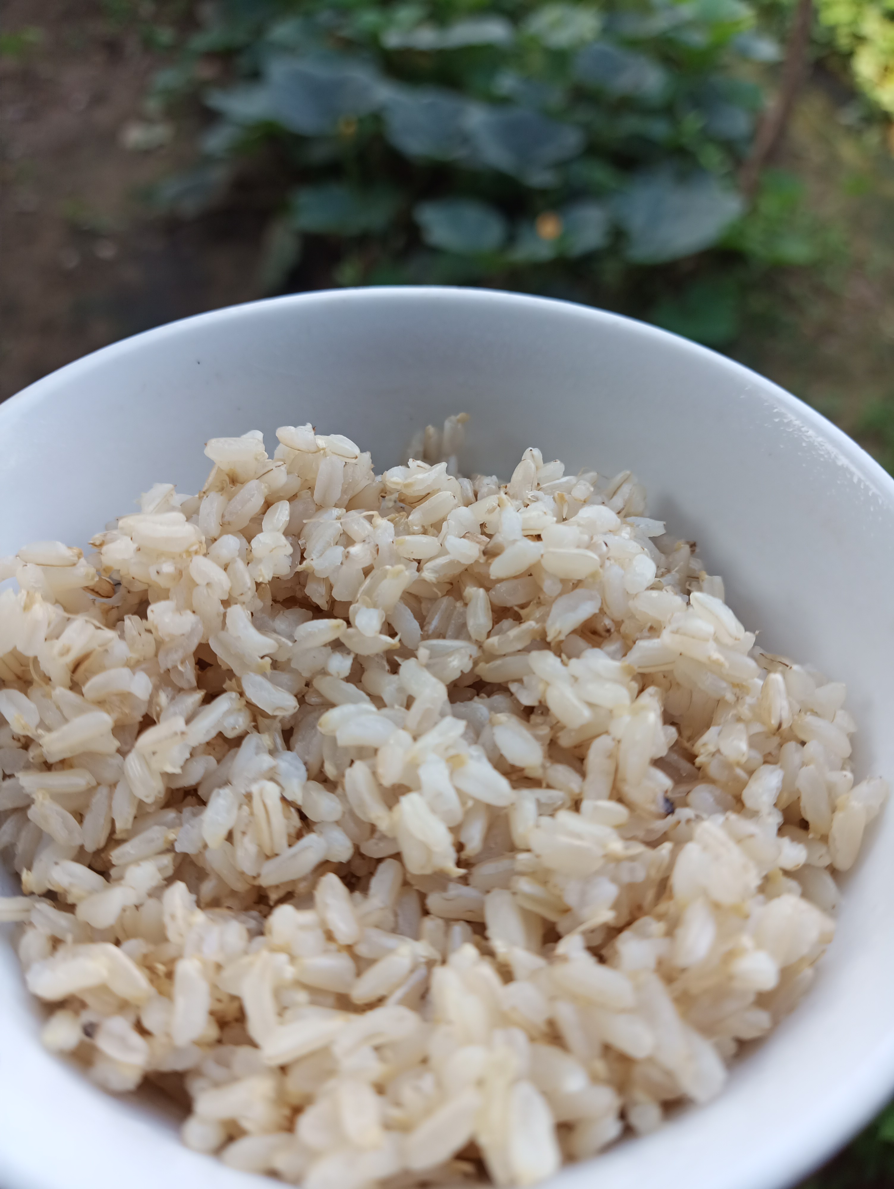 Gạo mầm Kagaba 5 kg