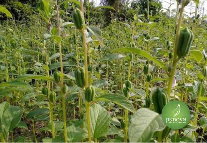 Hạt Vừng Đen thượng hạng gói 500g JD129