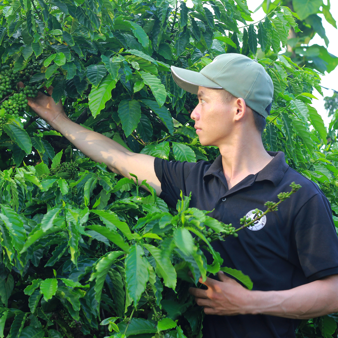 [Combo]1kg cà phê bột pha máy Espresso ( 500g Robusta + 500g Arabica ) rang medium thương hiệu cà phê rang mộc DUC ANH COFFEE