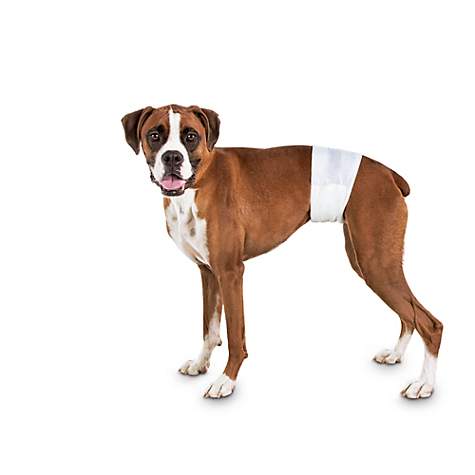 Tã quần chó đực Male Wrap Diaper size Medium