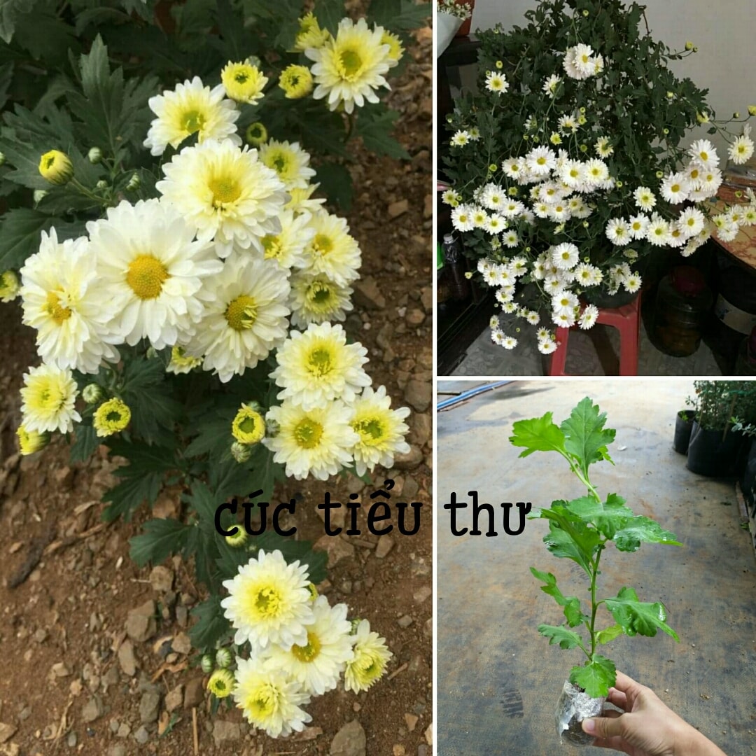Cúc giống các loại