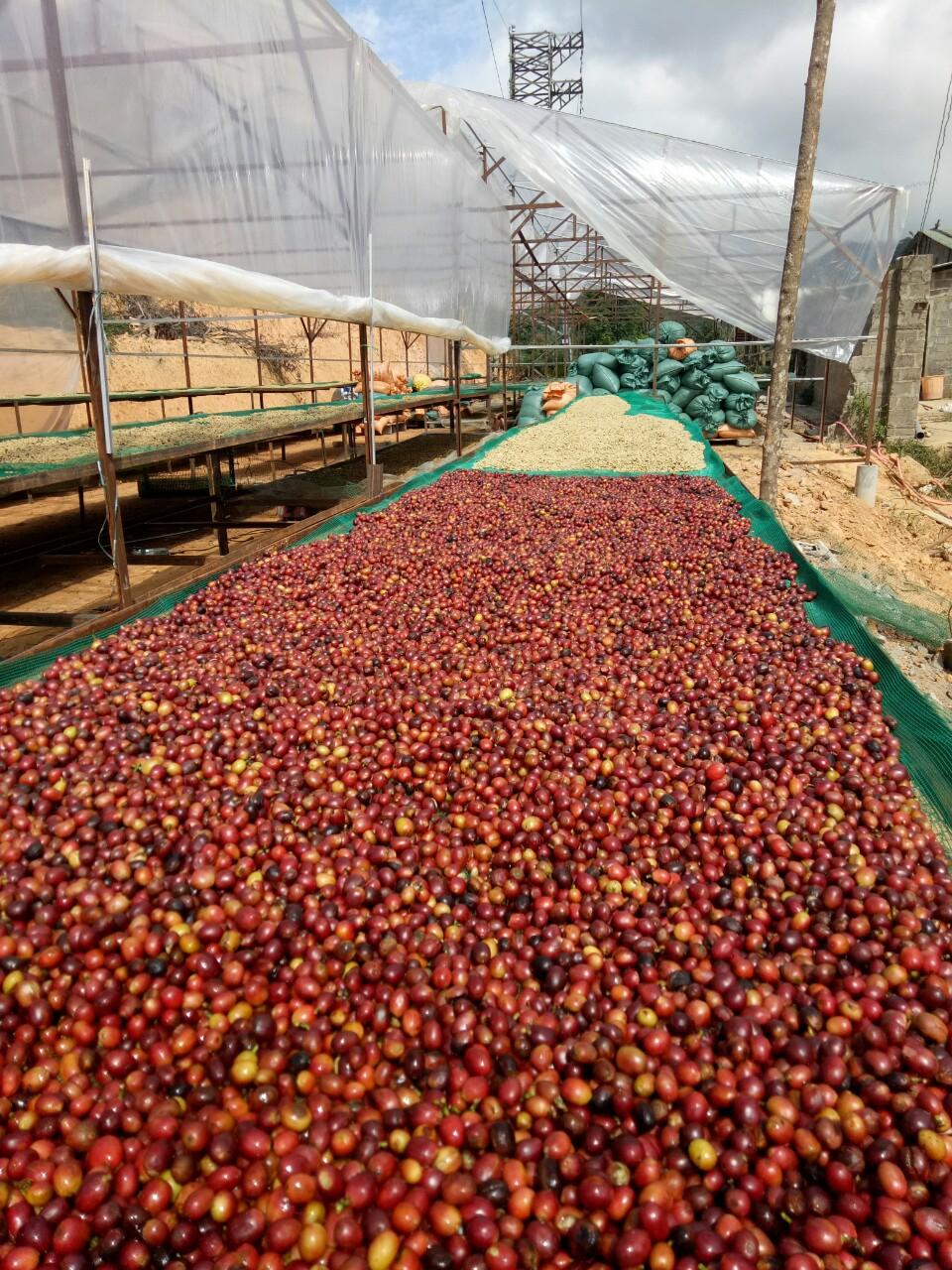 [HCM]Cà phê hạt rang Arabica Khe Sanh loại 500gr