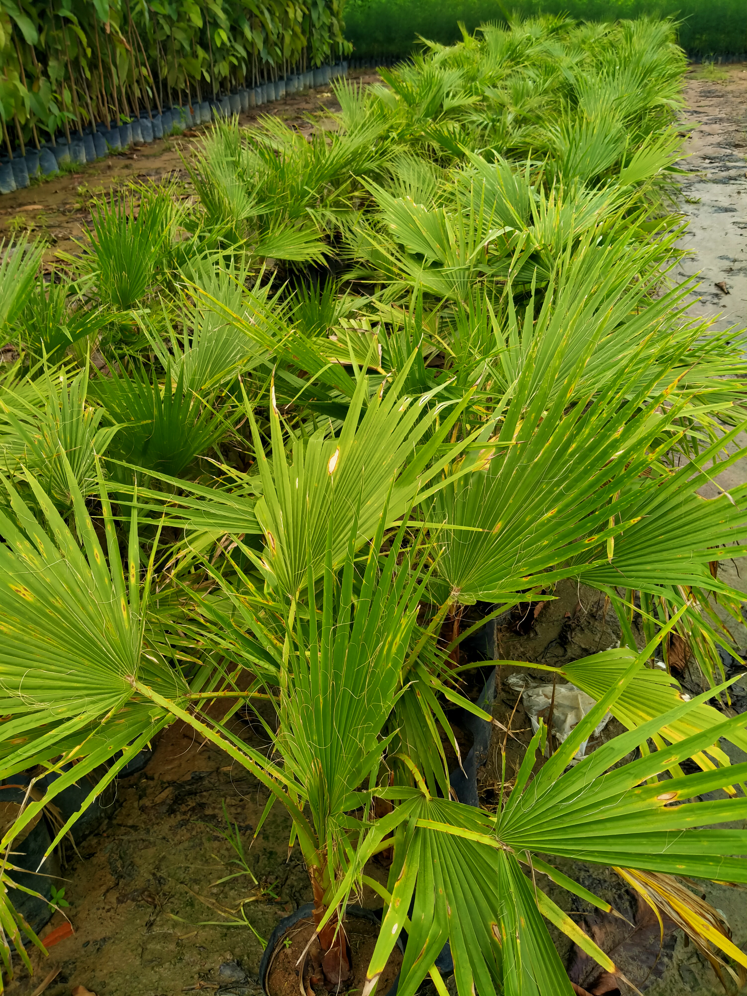 2 Cây cọ mỹ