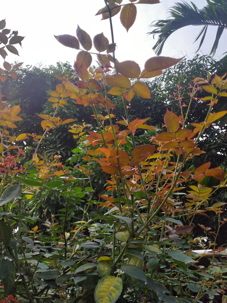 CHẾ PHẨM CHO HOA HỒNG LOẠI PHỤC HỒI