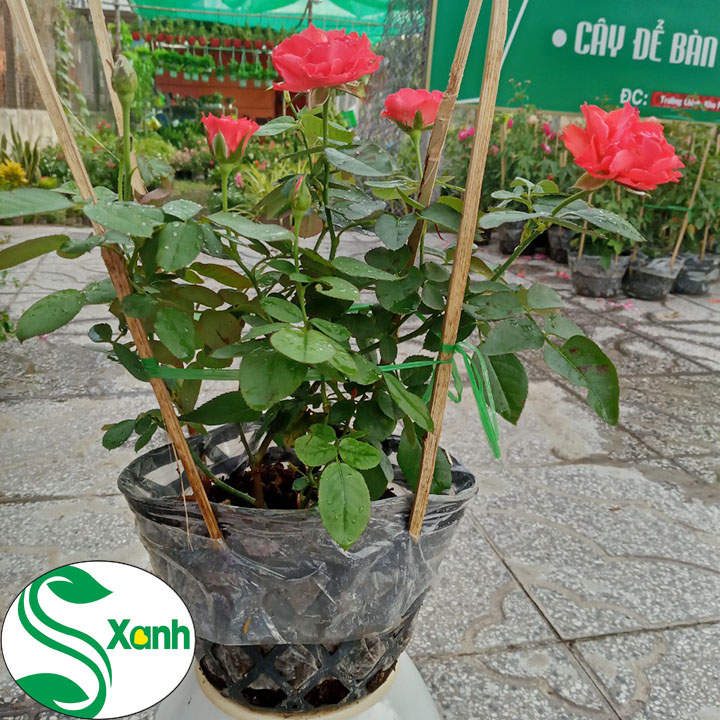 Hoa Hồng Lửa hoa đỏ tươi, lâu tàn
