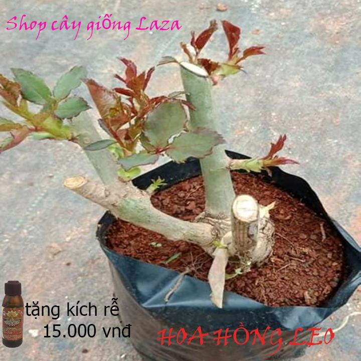 Combo 3 Gốc Hồng Leo đầy đủ màu sắc