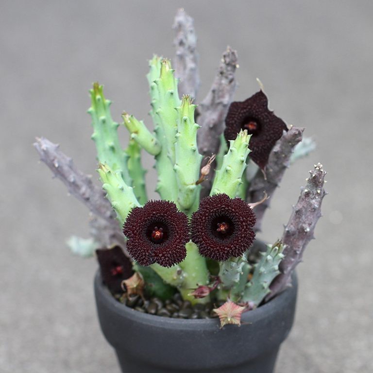 Xương rồng sao biển hoa đỏ (Huernia Pendurata)