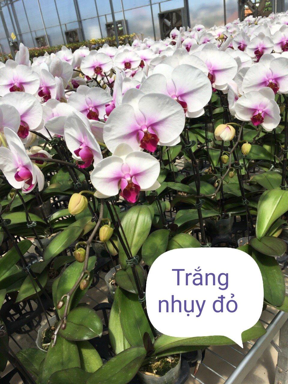 combo 3 cây 2 ngồng hoa, hoa tết 2020