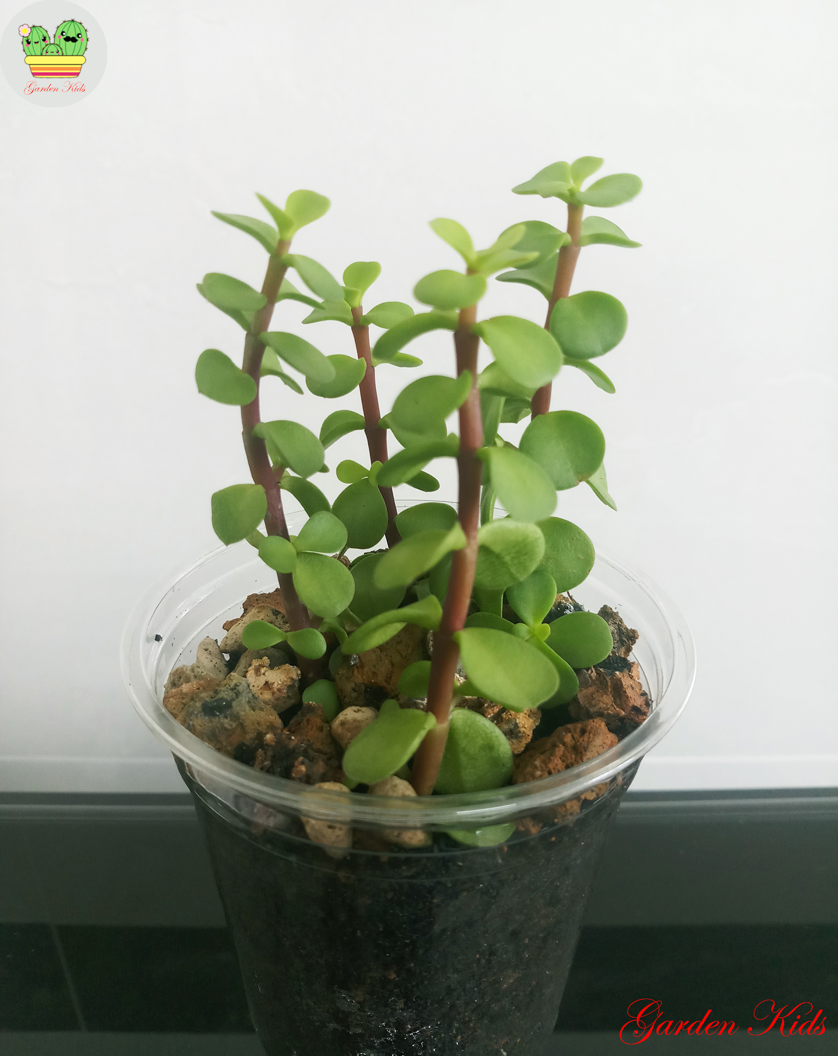 Sen đá dola xanh - 4 cây có rể (Portulacaria)