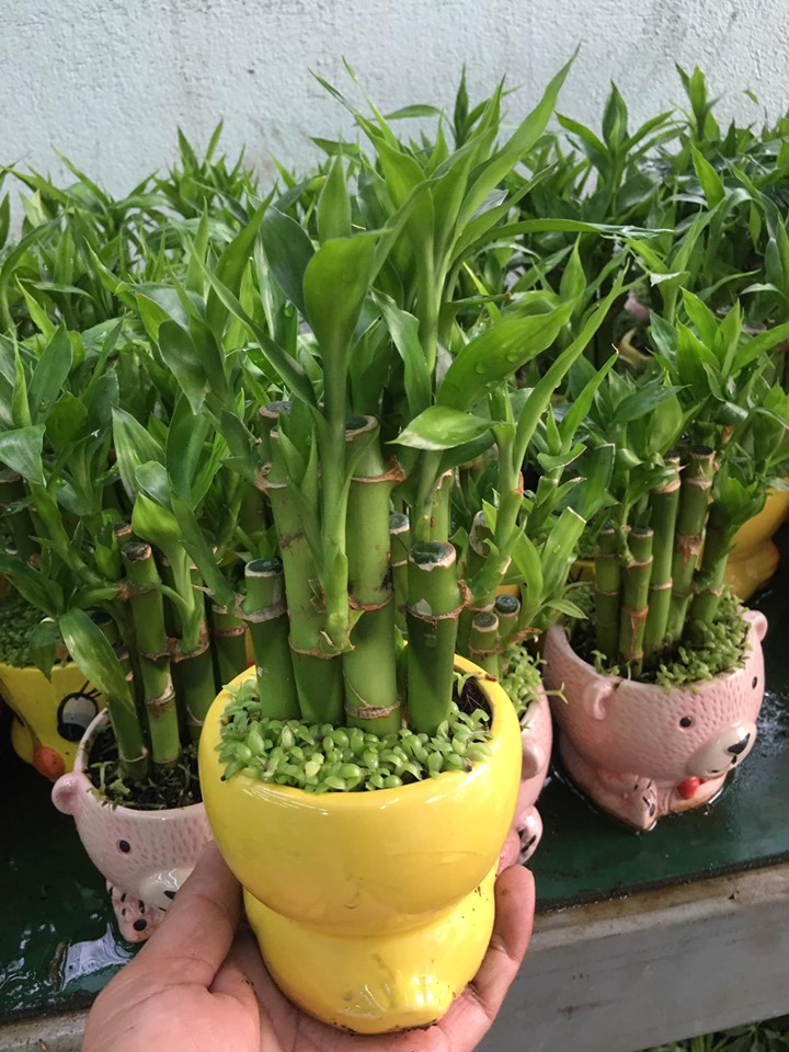Chậu trúc phú quý phong thủy