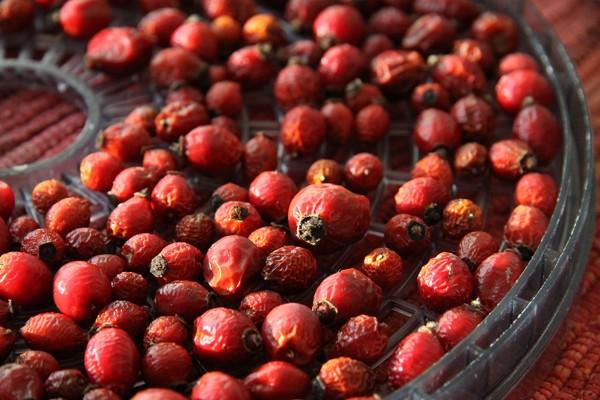 [HCM]Trà tầm xuân An Trà (Rosehip Tea)