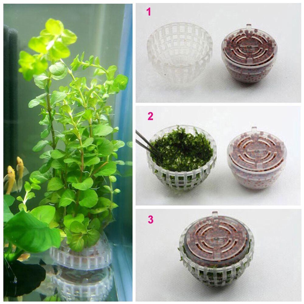 Tảo cầu thủy sinh lọc nước bể cá