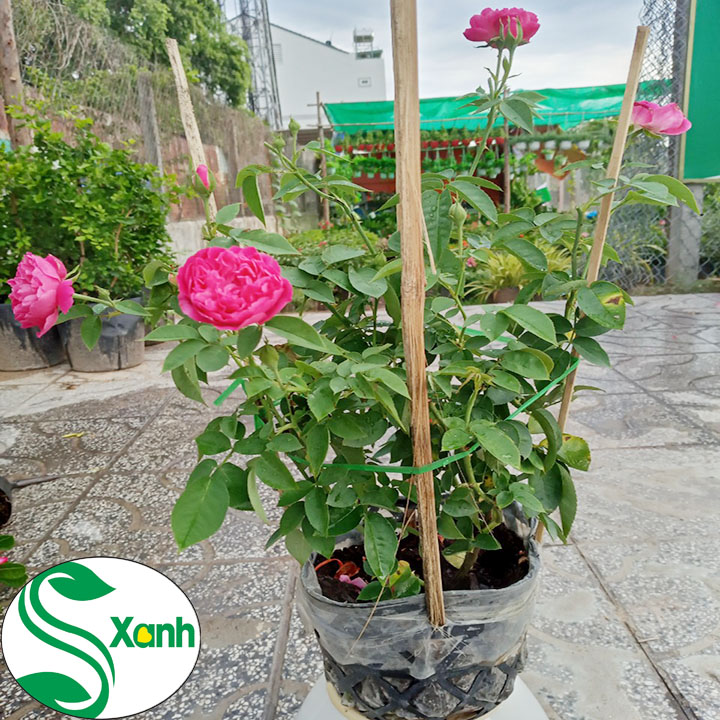 Hoa Hồng Tường Vi Dễ Trồng Hoa Thơm