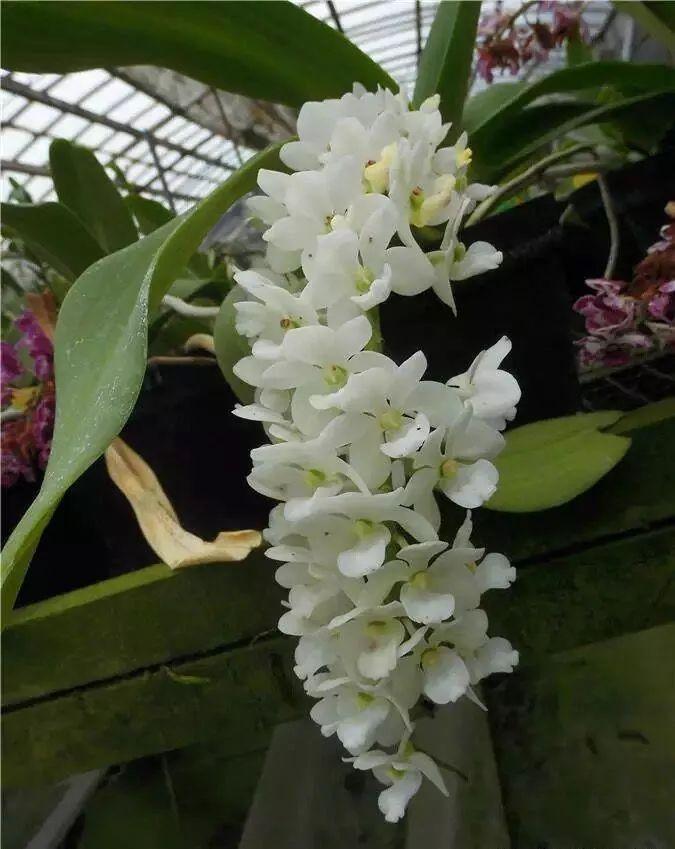 Đai châu lá mít đủ màu