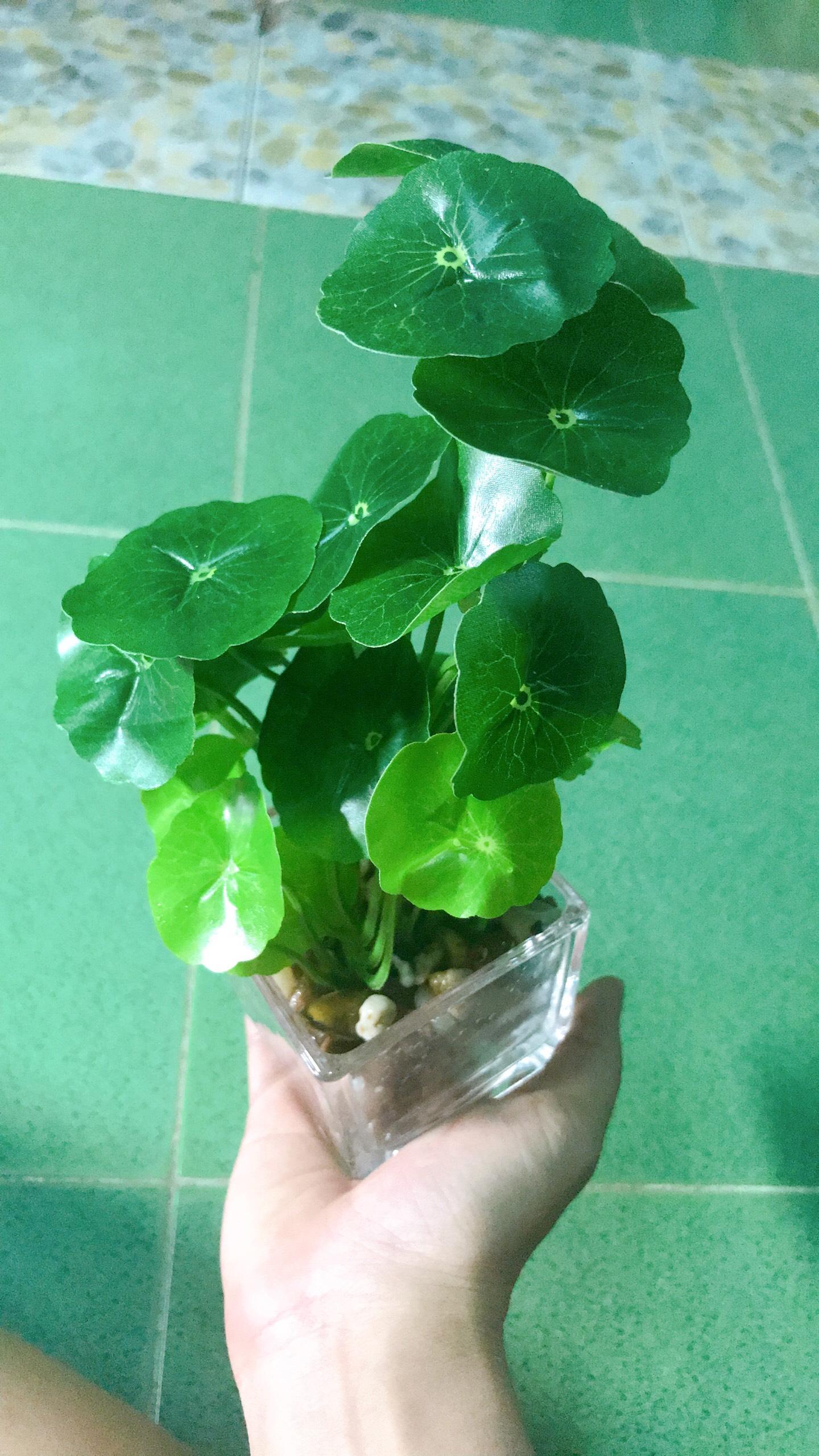 Cây rau má giả giống thật 100%