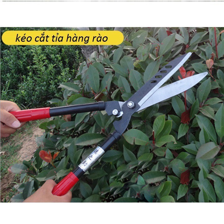 Kéo Tỉa Hàng Rào Cấy Cảnh