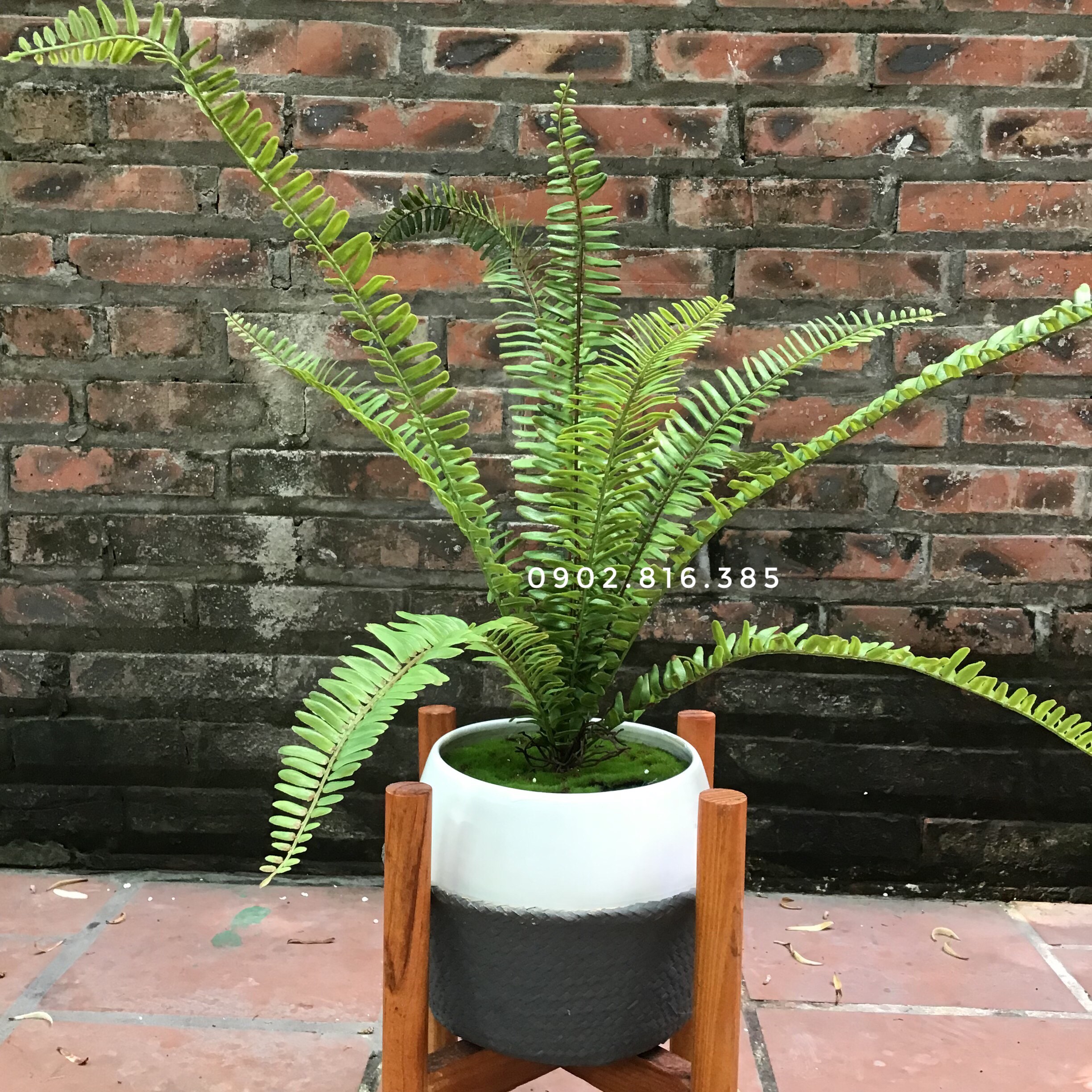 Cây dương xỉ giả đẹp- Cây giả