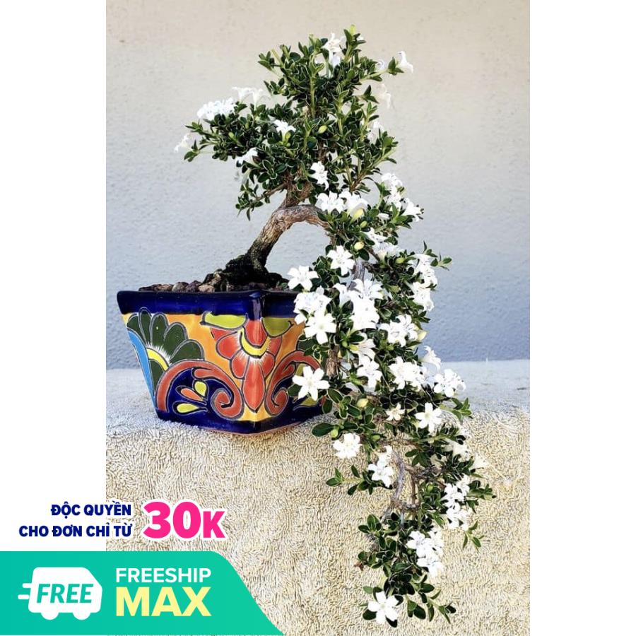 Cây bạch tuyết mai giống