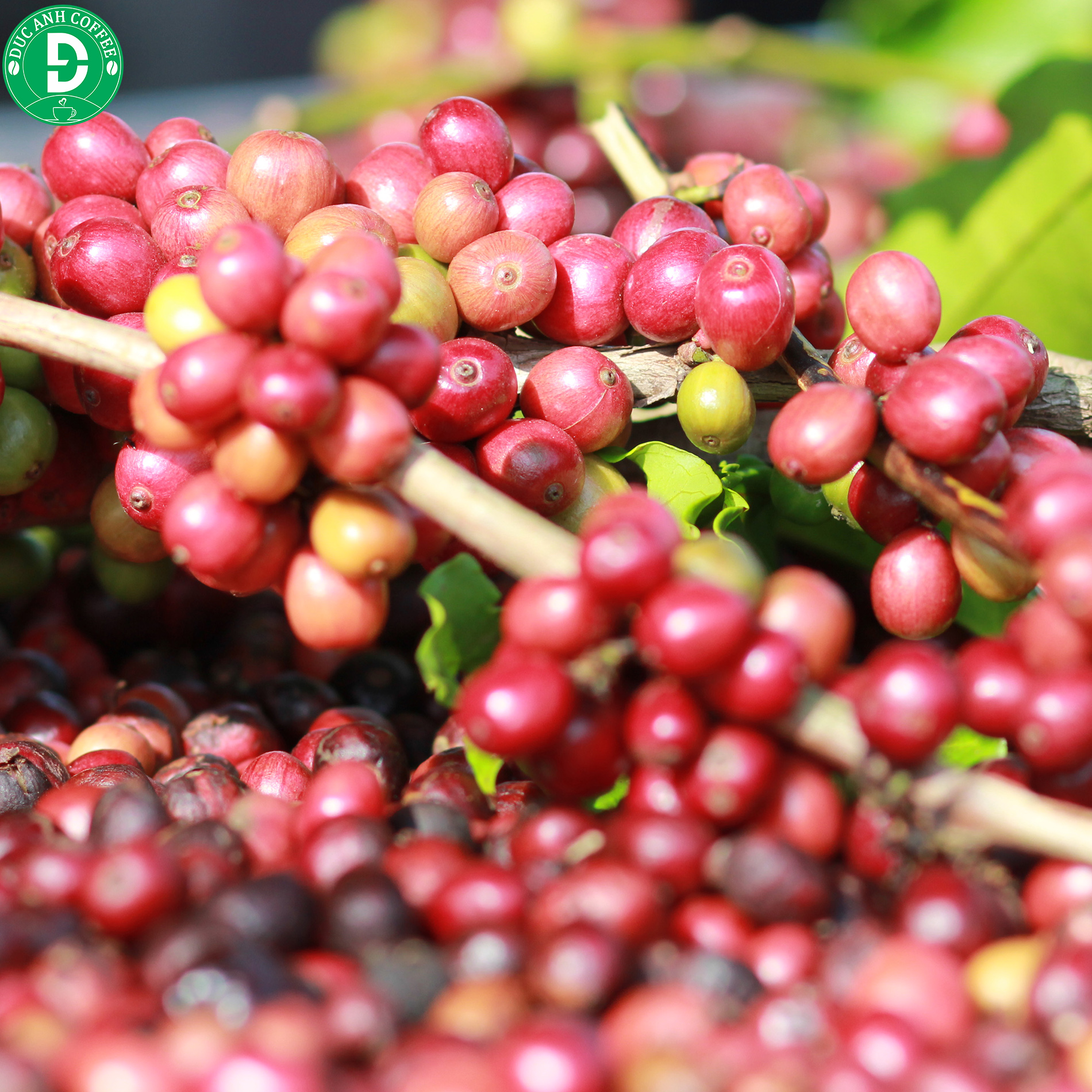 1kg cà phê bột pha máy Espresso ( 80% Robusta + 20% Arabica ) rang medium thương hiệu cà phê rang mộc DUC ANH COFFEE
