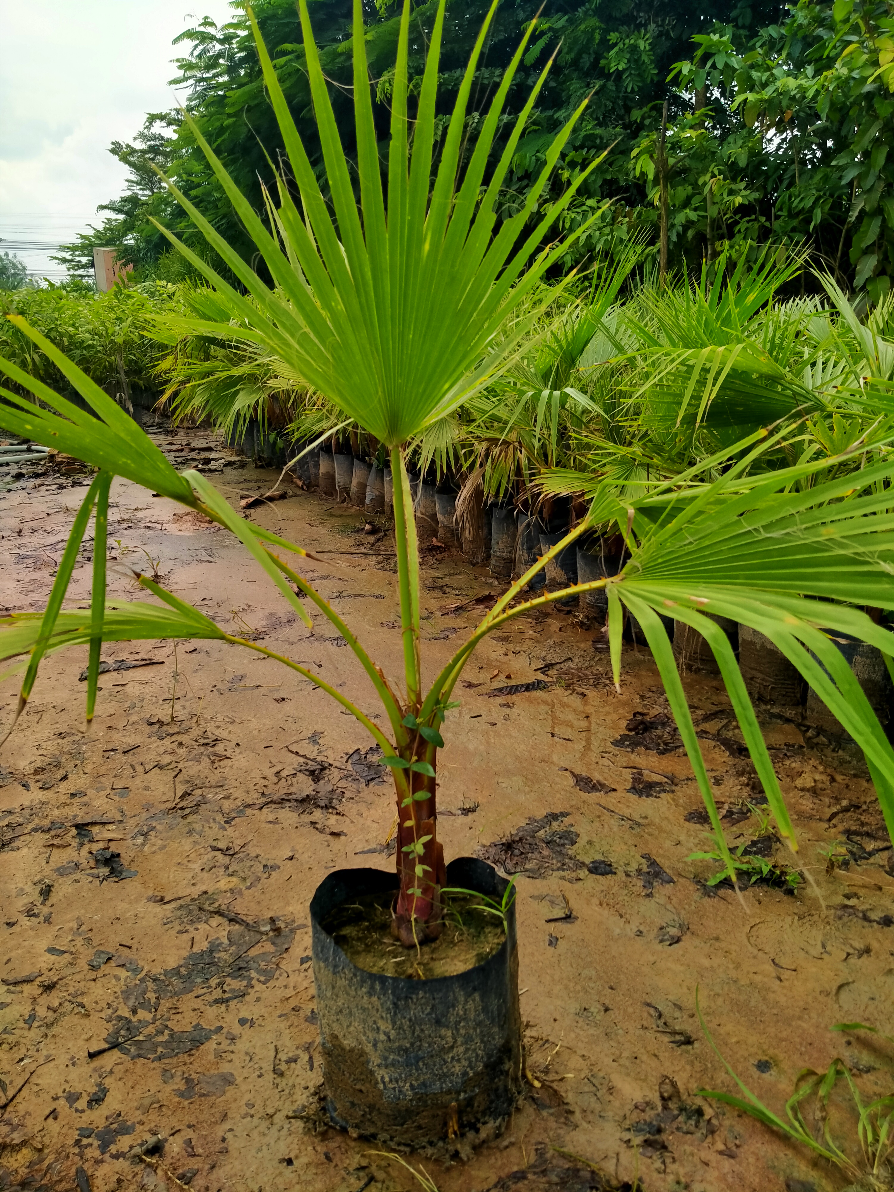 2 Cây cọ mỹ