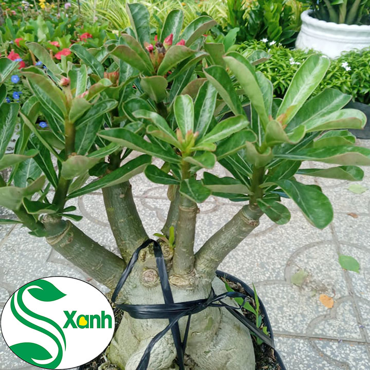 Cây Sứ Thái Ghép Hoa Cánh Kép