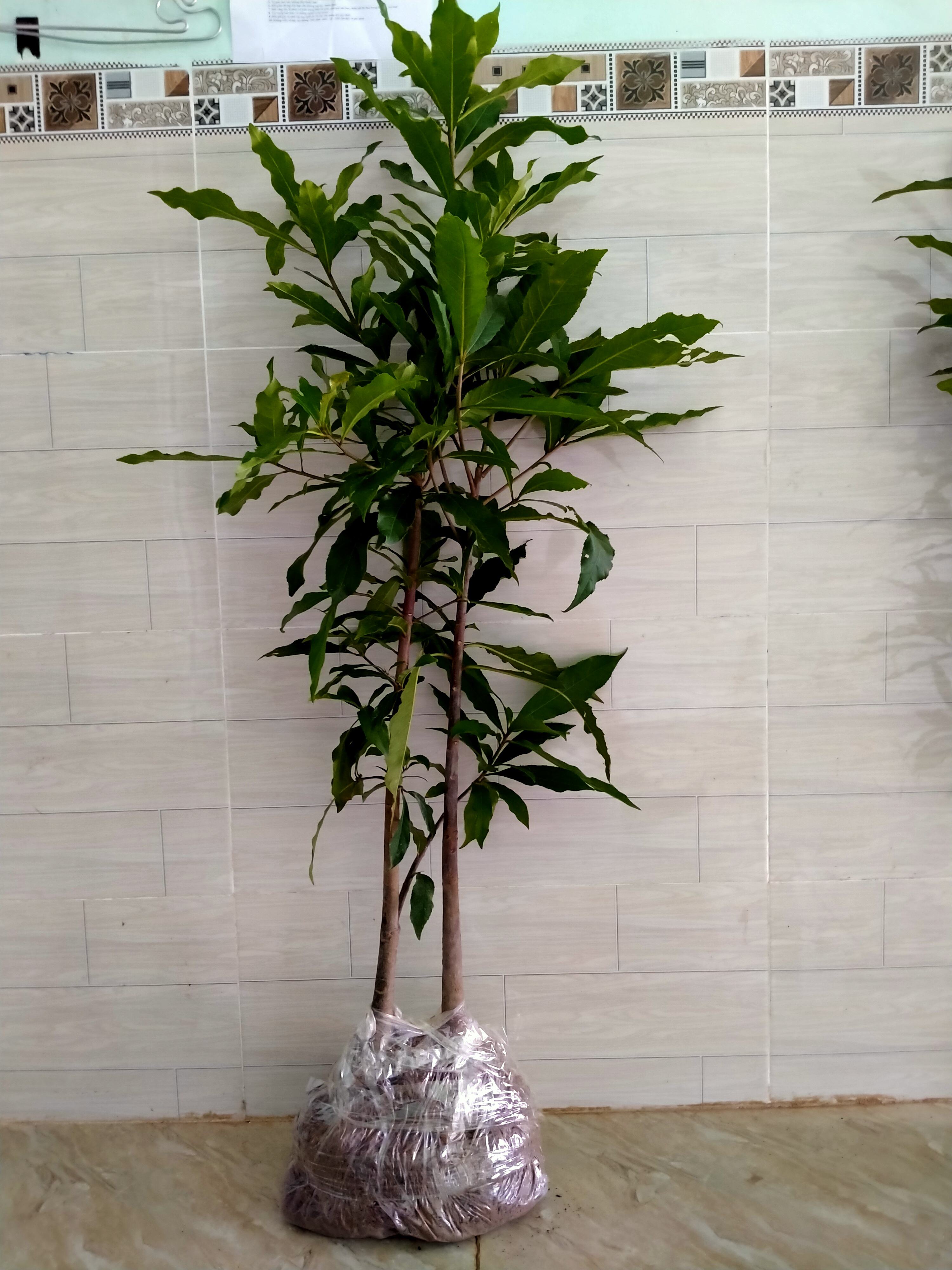 2 Cây lộc vừng cao 1,2m đẹp