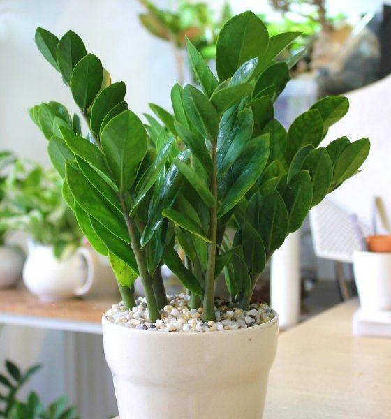 Cây Kim Tiền PHONG THUỶ -CÂY MINI ĐỂ BÀN