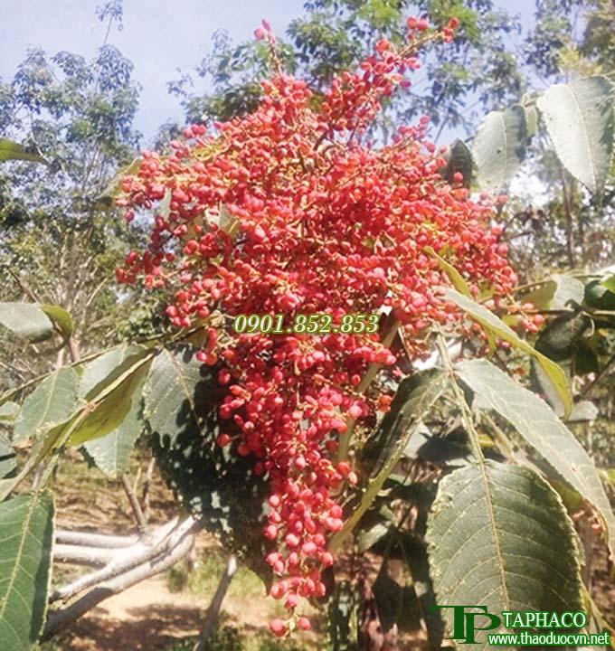 [Hàng mới về] Cây muối sấy khô 1kg - Hỗ trợ cải thiện sức khỏe người sử dụng